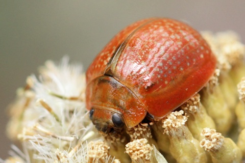 Tortoise Beetle (Paropsis sp) (Paropsis sp)
